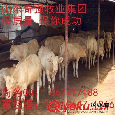飼養(yǎng)屠宰牛 高出肉率品種深度解析——夏洛萊牛的優(yōu)勢與嘉祥縣奇強(qiáng)養(yǎng)殖場推薦