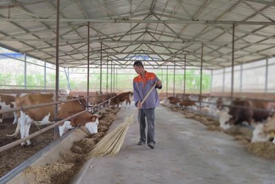 寧夏隆德:"科"字化管理助肉牛產(chǎn)業(yè)"牛"起來