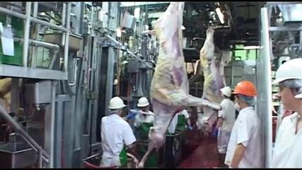 天問 記澳洲肉牛屠宰及肉品深加工