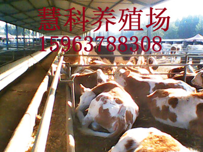 屠宰用西門塔爾大肉牛價(jià)格全面看漲（市場價(jià)格對比播報(bào)）