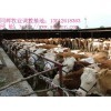 長沙架子牛與肉牛屠宰市場價(jià)格與交易地點(diǎn)全解析