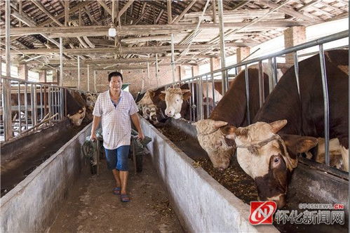 圖說懷化｜年關(guān)近 牛肉鮮——探訪肉牛屠宰一線守護(hù)市民餐桌安全